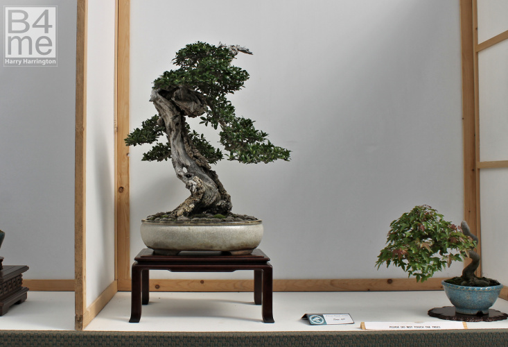 Olive bonsai